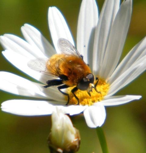 Merodon equestris