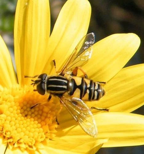 Réf. 316 853 : Helophilus pendulus