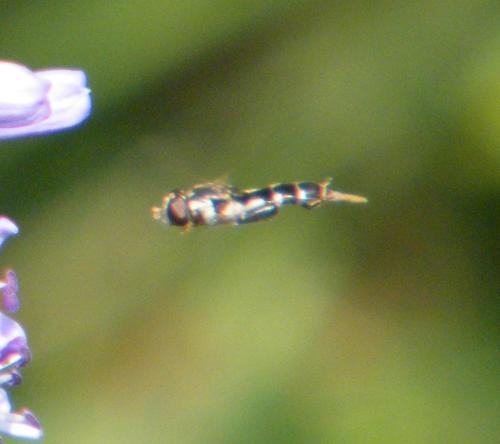 Réf. 316 878 : Syritta pipiens