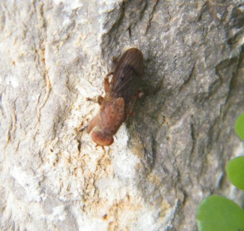 Suillia sp.