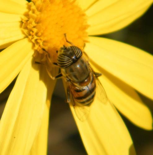 Réf. 316 463 : Eristalinus taeniops