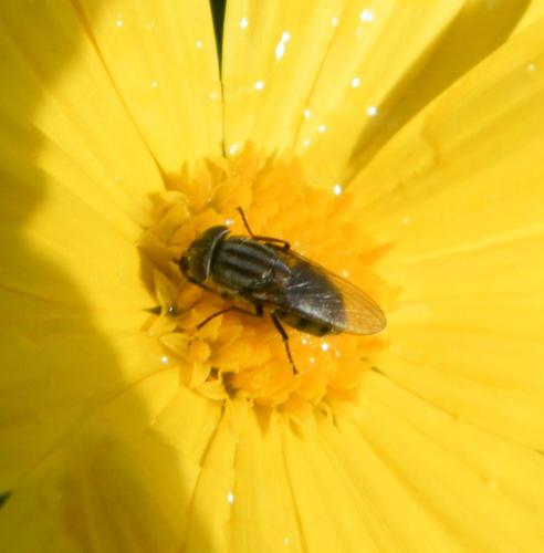Stomorhina lunata