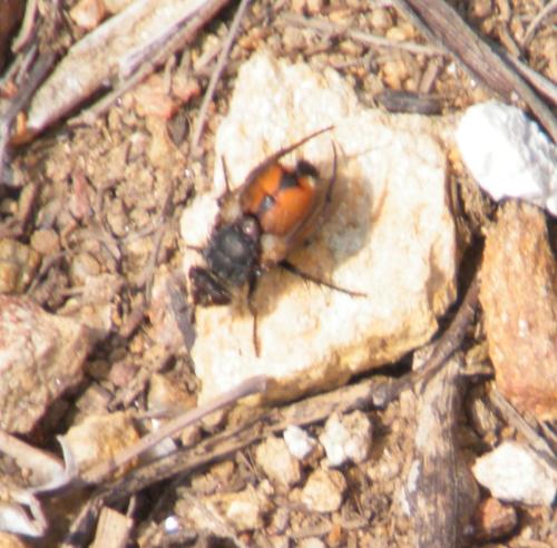 Peleteria sp.