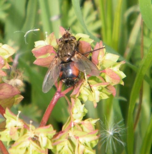 Peleteria meridionalis