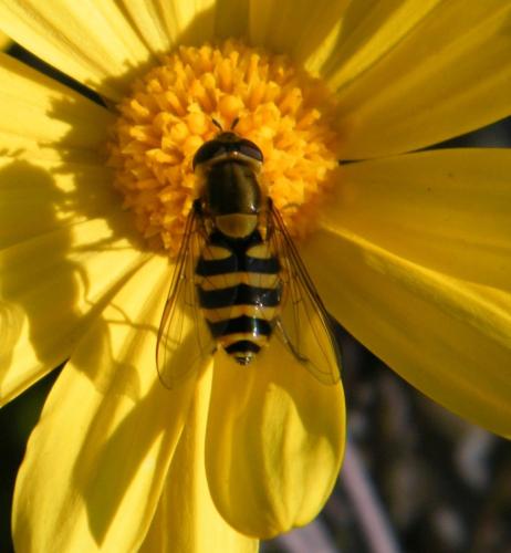 Réf. 316 534 : Syrphus sp.