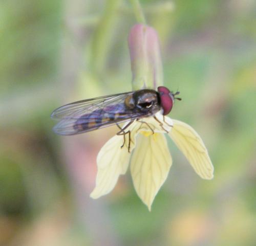 Meliscaeva auricollis