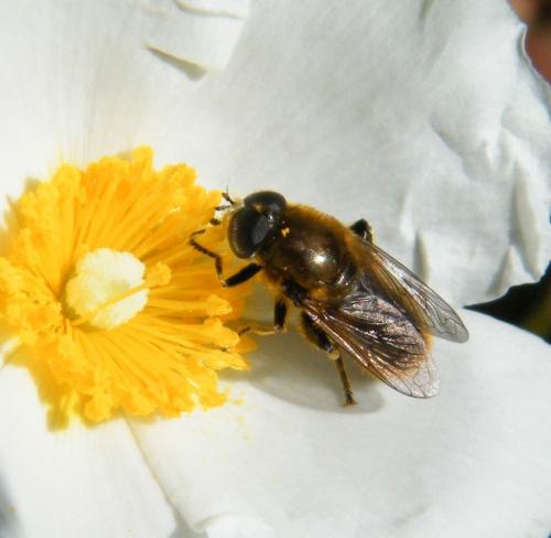 Réf. 316 550 : Merodon sp.