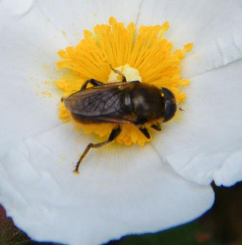 Merodon sp.