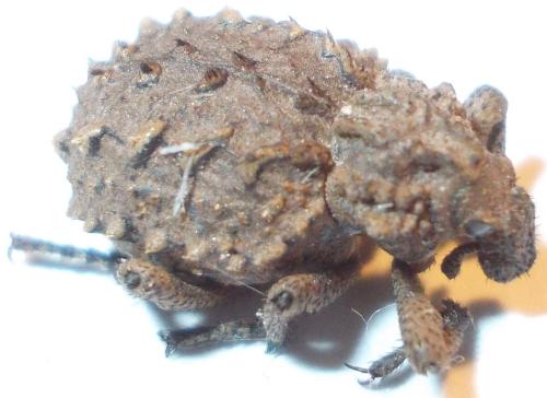 Brachycerus sp.