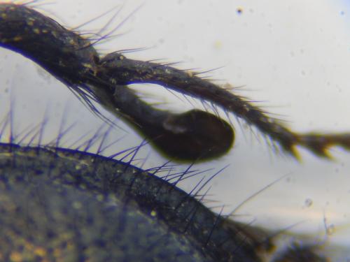 Enicopus ater ater