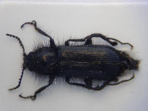 Enicopus ater ater