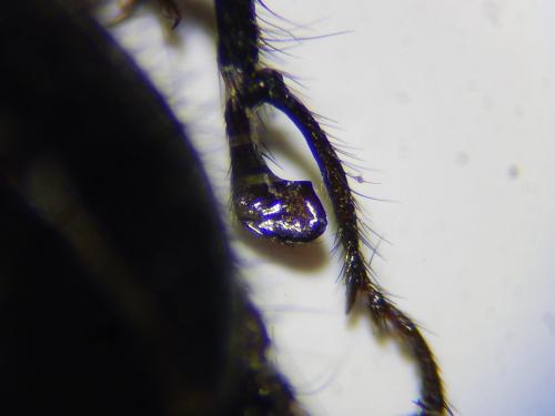 Réf. 316 270 : Enicopus ater ater