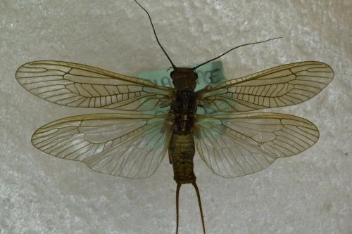 Dinocras cephalotes