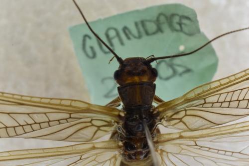 Dinocras cephalotes