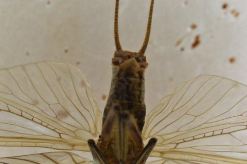 Réf. 316 365 : Dinocras cephalotes