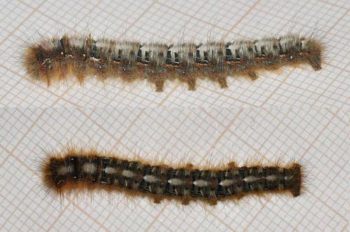 Lasiocampa quercus