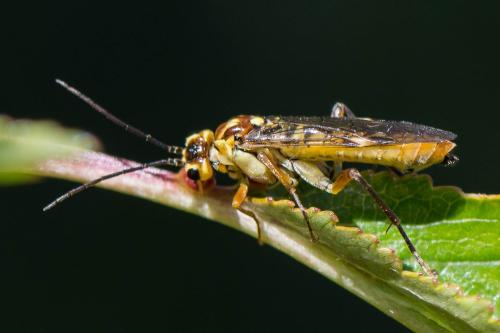 Tenthredopsis sp.