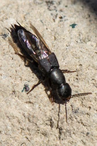 Réf. 316 014 : Ocypus sp.