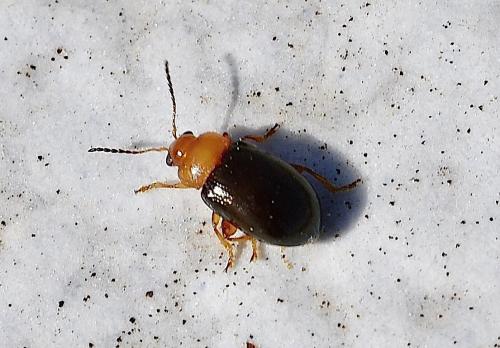 Réf. 316 303 : Podagrica sp.