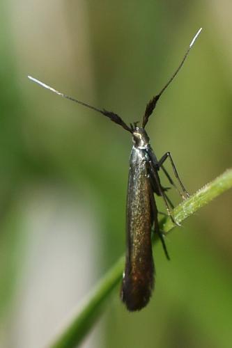 Coleophora deauratella
