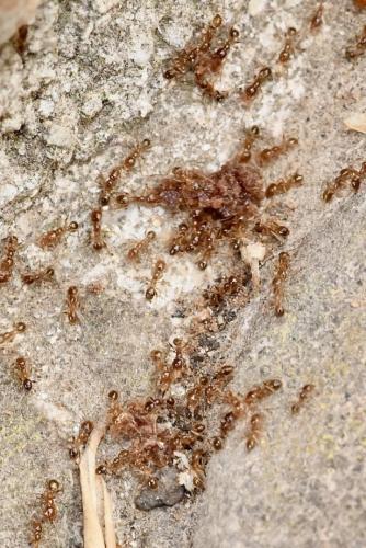 Réf. 316 498 : Pheidole pallidula