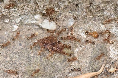 Réf. 316 302 : Pheidole pallidula