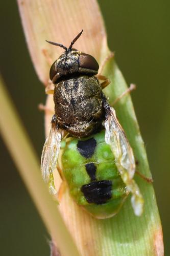 Réf. 316 186 : Oplodontha viridula