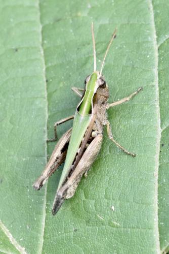 Omocestus rufipes