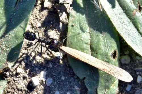 Messor barbarus
