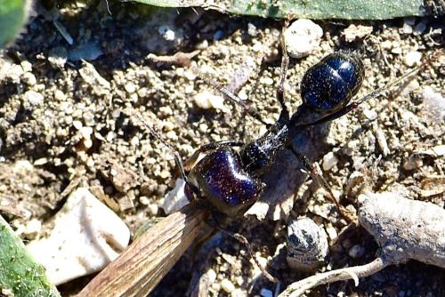Réf. 316 731 : Messor barbarus