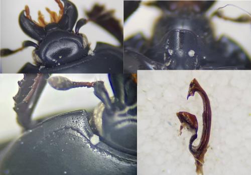 Margarinotus ignobilis