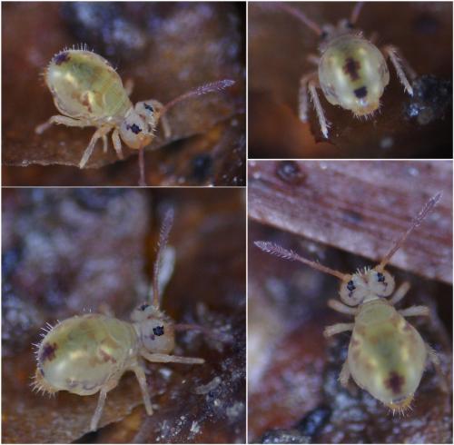 Réf. 316 475 : Dicyrtomina ornata