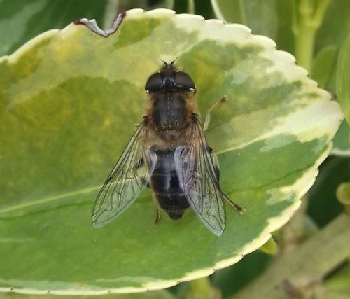 Eristalis pertinax