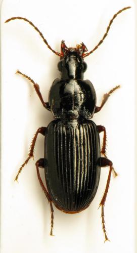 Réf. 316 117 : Pterostichus vernalis