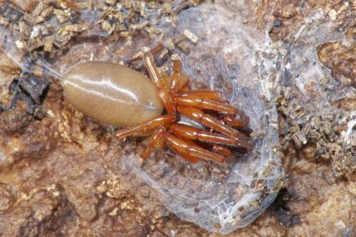 Réf. 316 446 : Dysdera sp.
