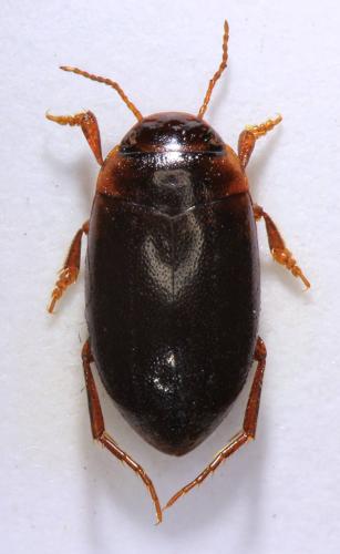 Hydroporus memnonius