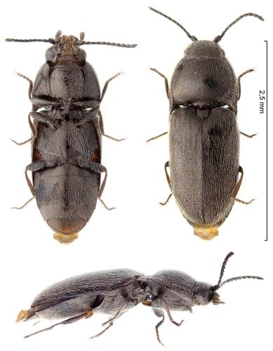 Réf. 316 048 : Quasimus minutissimus