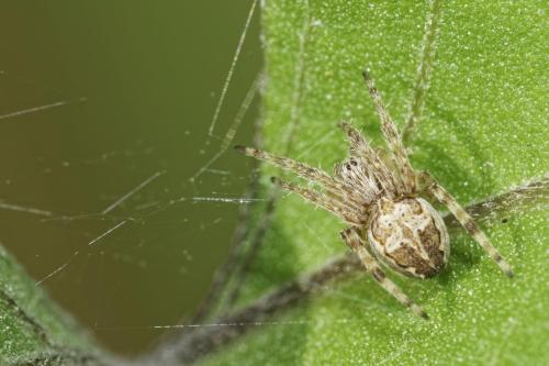 Larinioides sclopetarius