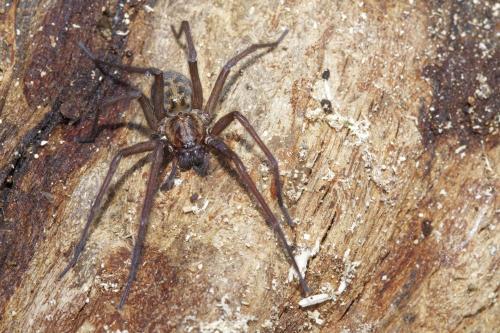 Eratigena sp.