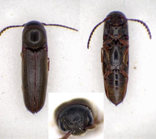Réf. 316 854 : Dirrhagofarsus attenuatus