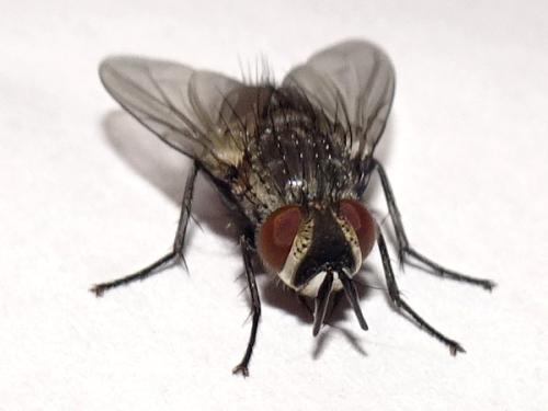 Réf. 316 425 : Exoristinae inconnu