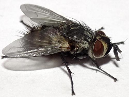 Réf. 316 426 : Exoristinae inconnu