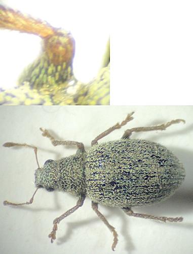 Réf. 316 174 : Stasiodis parvulus