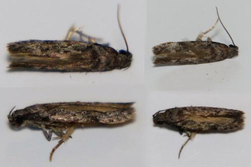 Carpatolechia decorella