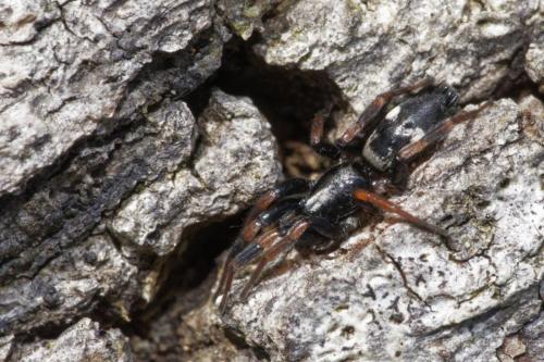 Réf. 316 490 : Kishidaia conspicua