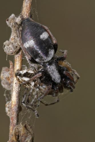 Aphantaulax sp.