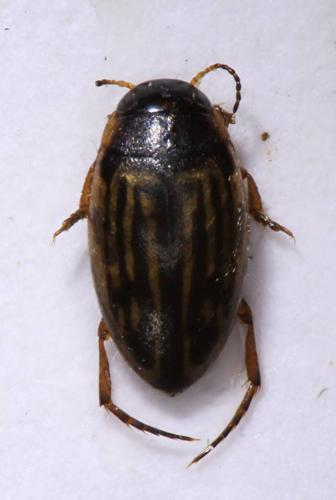 Graptodytes flavipes
