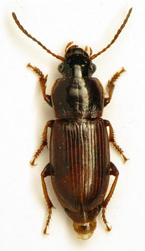 Réf. 316 127 : Harpalus pygmaeus