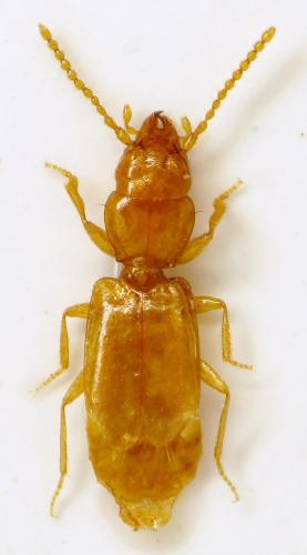 Hypotyphlus rialensis