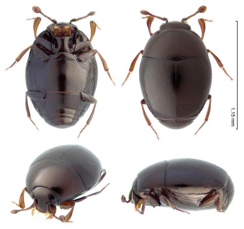 Acritus nigricornis